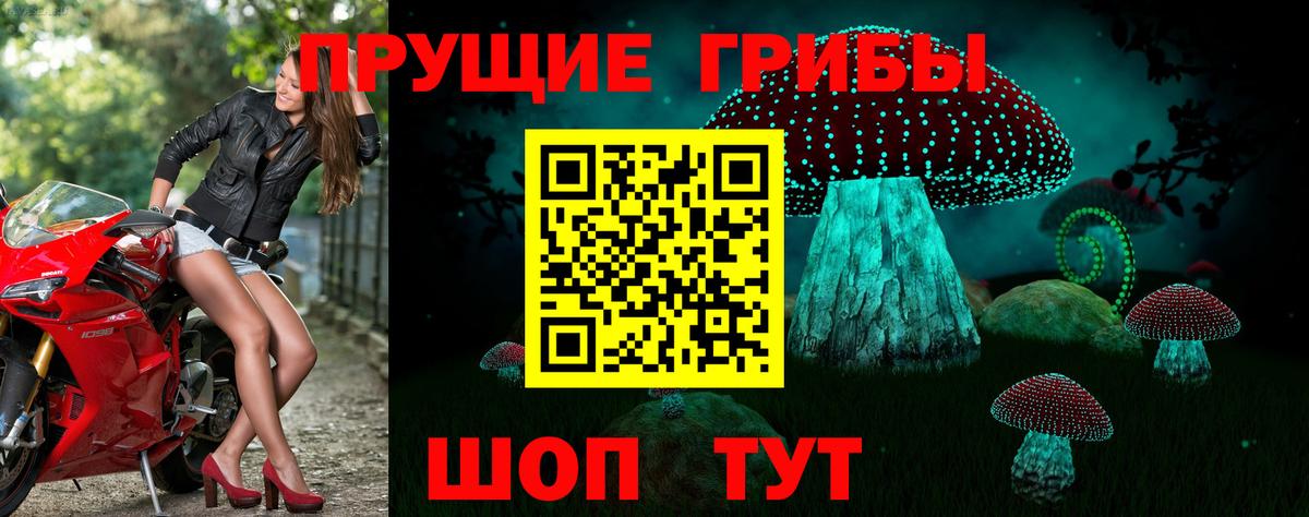 Псилоцибиновые грибы Psilocybe Алушта